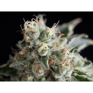 Trikoma Seeds Wendy