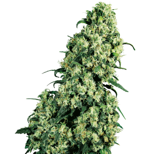 Sensi Seeds Skunk #1 10 Stk feminisiert