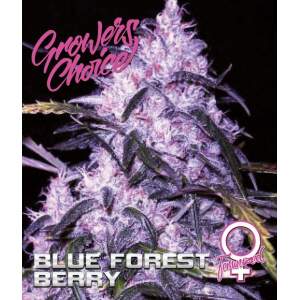 Growers Choice Blue Forestberry Auto