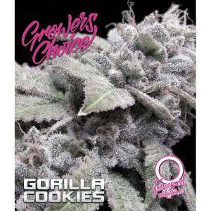Growers Choice Gorilla Cookies Auto 5 pcs feminised