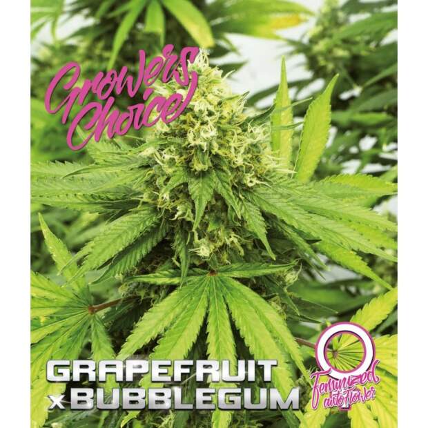 Growers Choice Grapefruit X Bubblegum Auto 5 pcs feminised