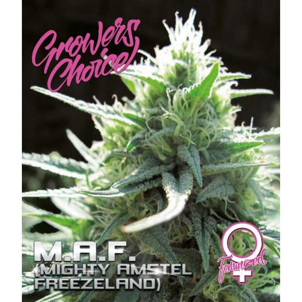 Growers Choice Mighty Amstel Freezeland M.A.F. Fast Flowering