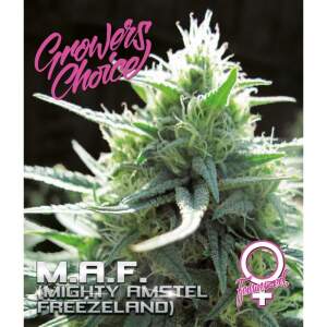 Growers Choice Mighty Amstel Freezeland M.A.F. Fast...