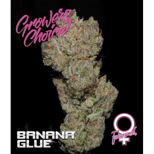 Growers Choice Banana Glue 3 Stk feminisiert