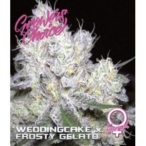Growers Choice Weddingcake X Frosty Gelato 3 pcs feminised