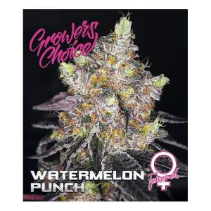 Growers Choice Watermelon Punch 5 pcs feminised