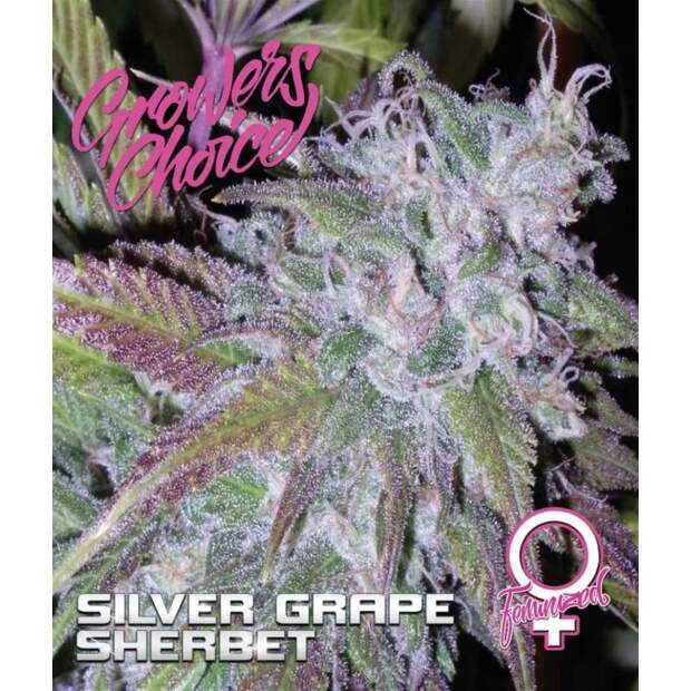 Growers Choice Silver Grape Sherbet 5 pcs feminised