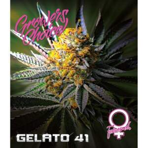 Growers Choice Gelato 41 5 pcs feminised