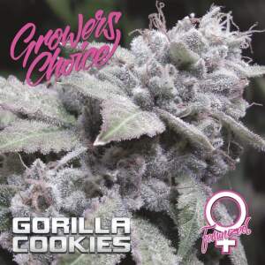 Growers Choice Gorilla Cookies 5 pcs feminised