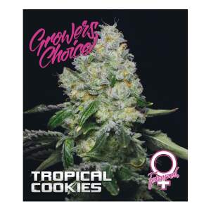 Growers Choice Tropical Cookies 5 pcs feminised