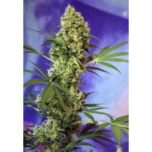 Sweet Seeds Big Devil Auto