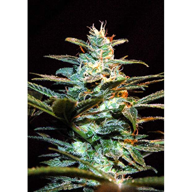 Sweet Seeds Ice Cool CBD