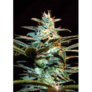 Sweet Seeds Ice Cool CBD